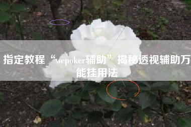 指定教程“wepoker辅助	”揭秘透视辅助万能挂用法