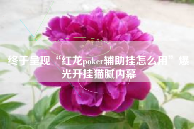 终于呈现“红龙poker辅助挂怎么用	”爆光开挂猫腻内幕